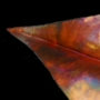 Reclining Feather